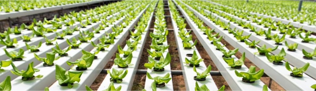 Cultivo hidropónico