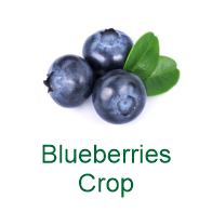 Blueberry