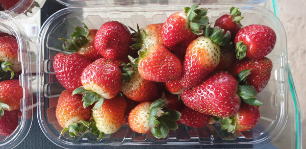 fresas hidroponicas