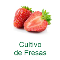 Fresas