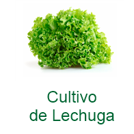 Cultivo de Lechuga