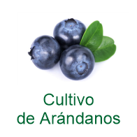Arandanos