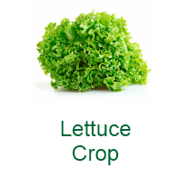 Lettuce