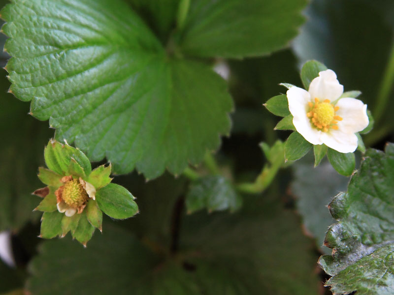 Plantula Fresas